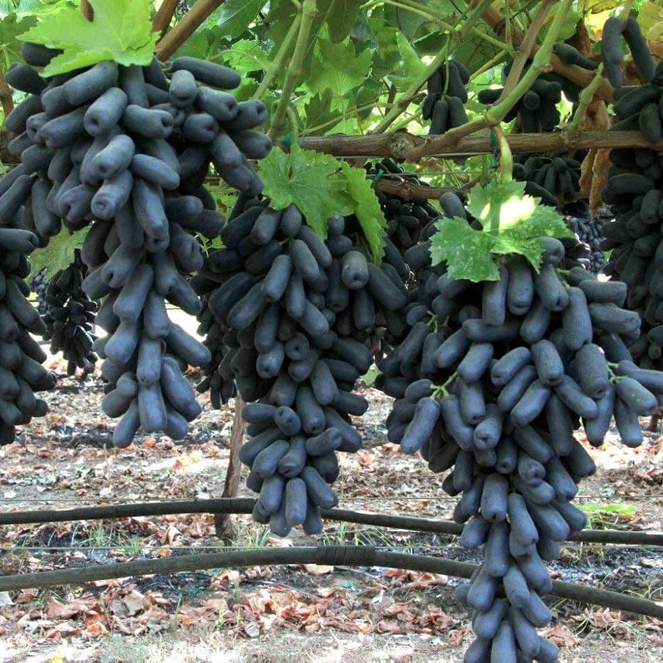 Grape Seeds – Black Finger