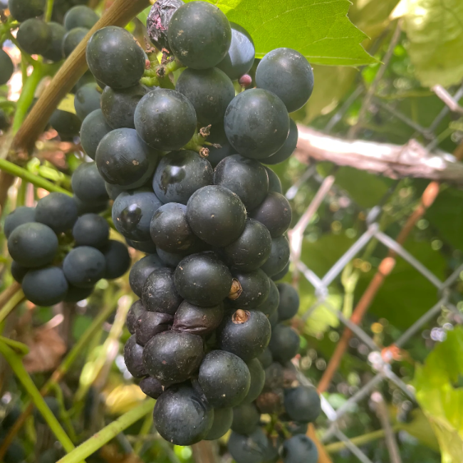 Grape Seeds – Black
