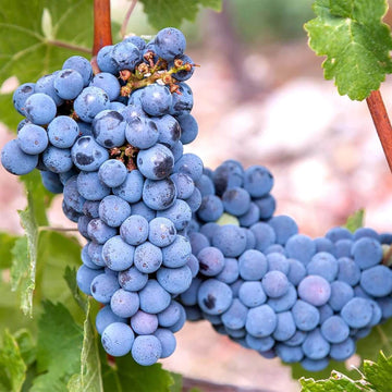 Grape Seeds – Dark Blue