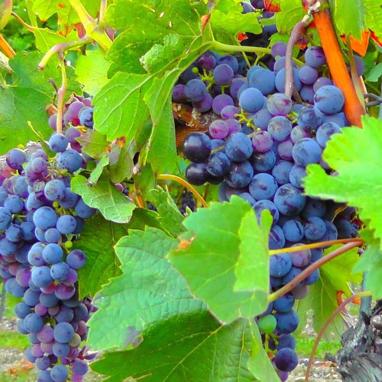 Grape Seeds – Dark Blue