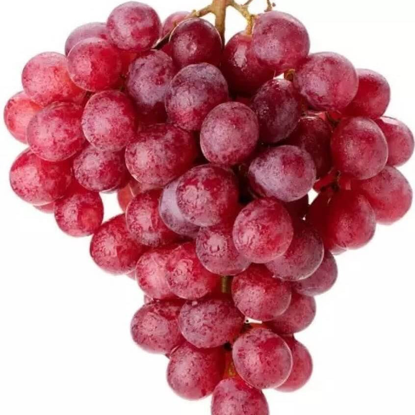 Grape Seeds – Giant Red 