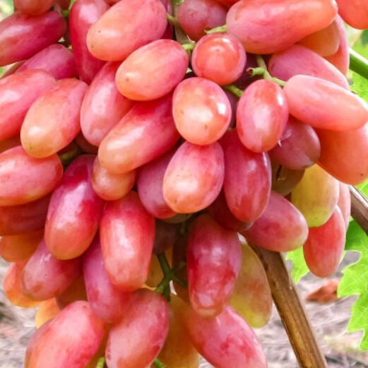 Grape Seeds – Gold Finger