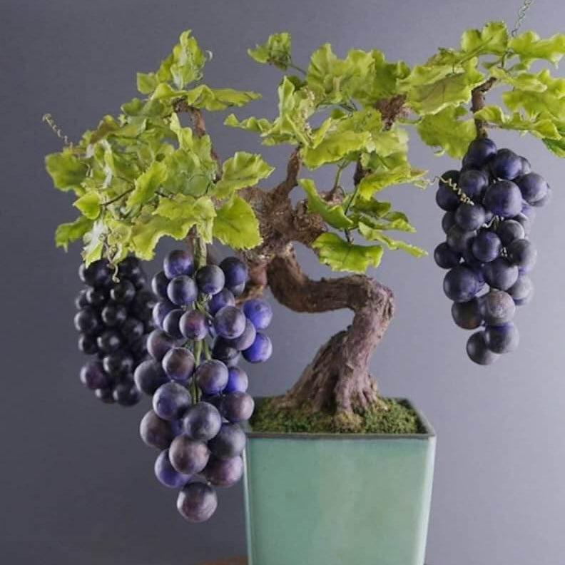 Grape Seeds – Japanese Miniature