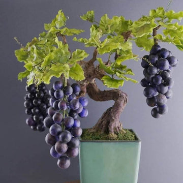 Grape Seeds – Japanese Miniature