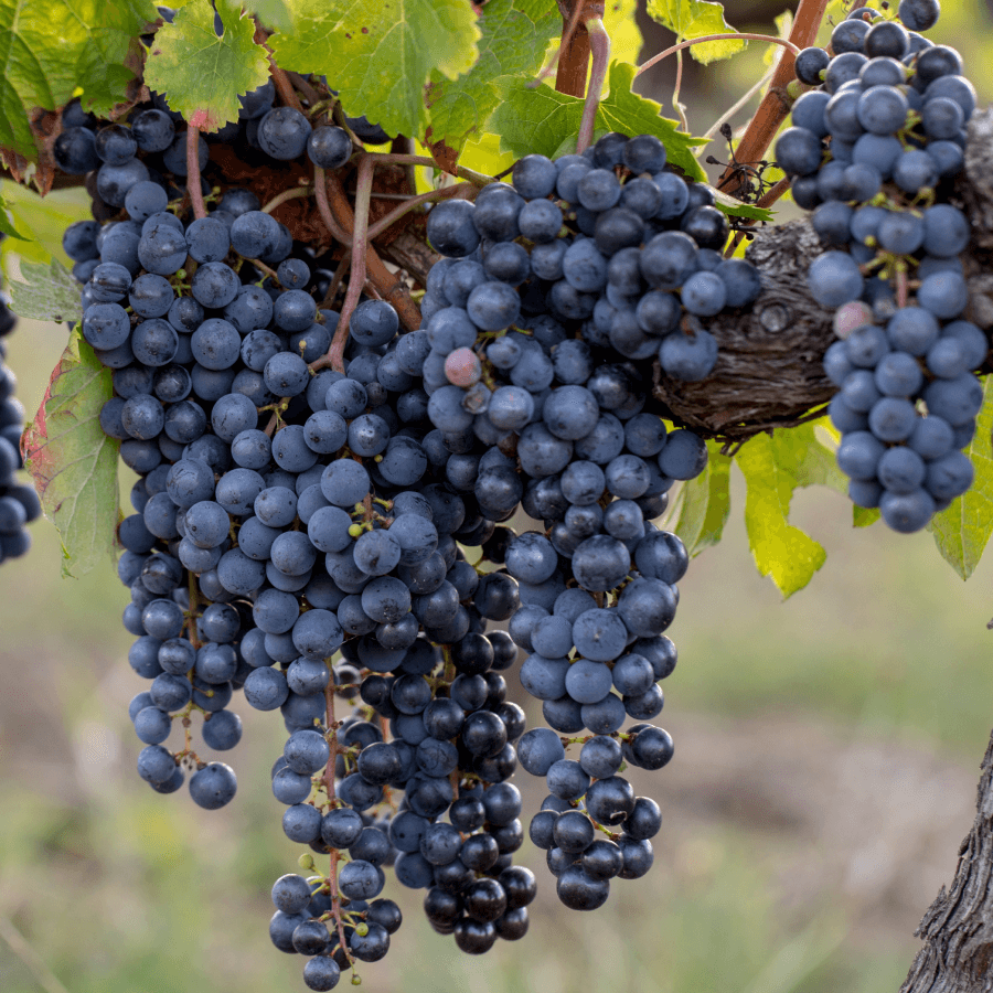 Grape Seeds – Merlot 