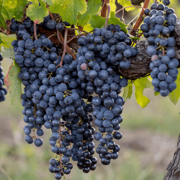 Grape Seeds – Merlot 