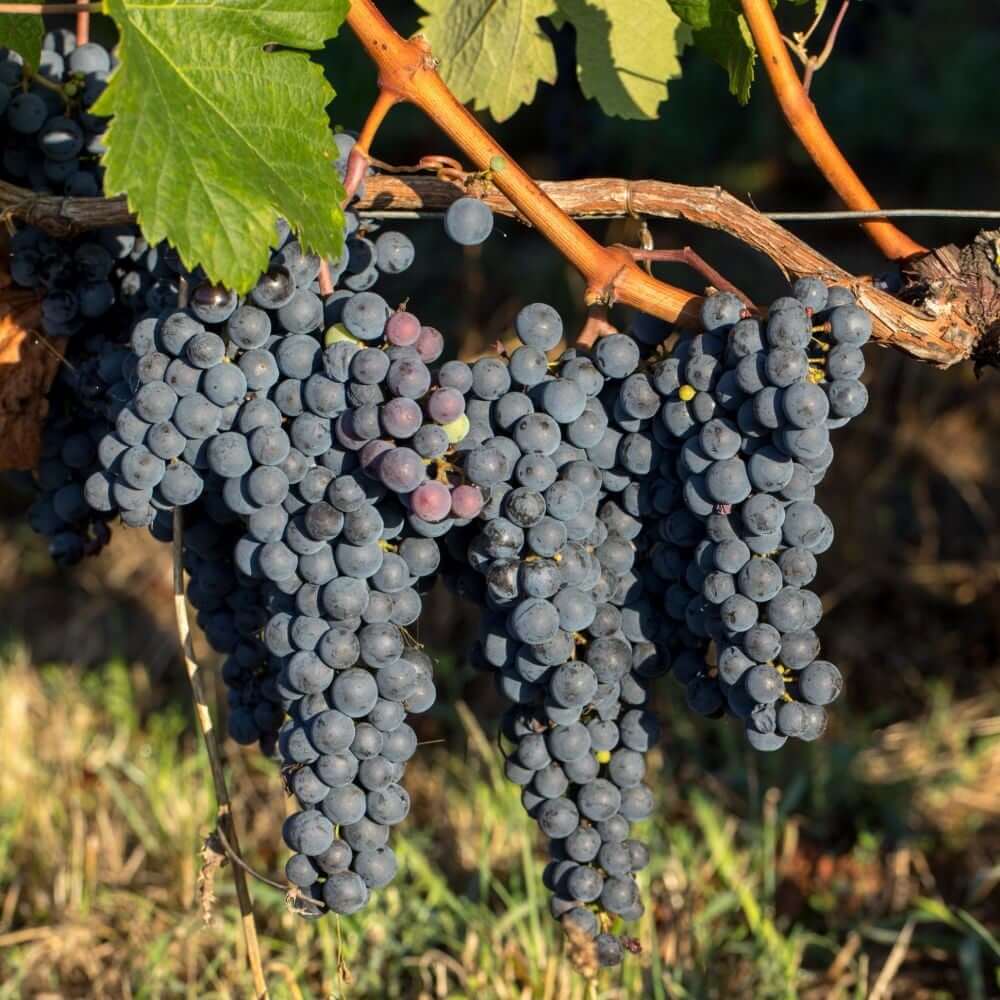 Grape Seeds – Merlot 