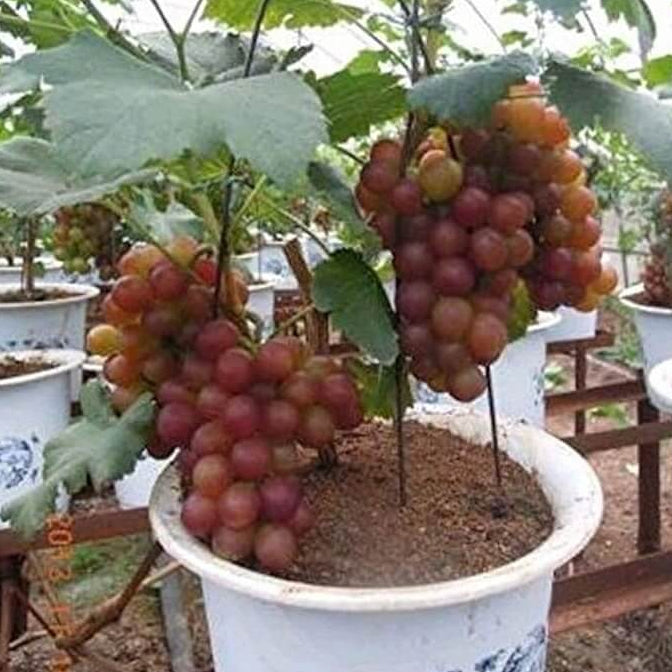 Grape Seeds – Miniature Bonsai
