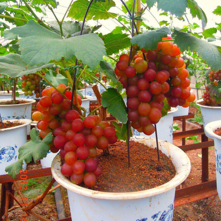 Grape Seeds – Miniature Bonsai