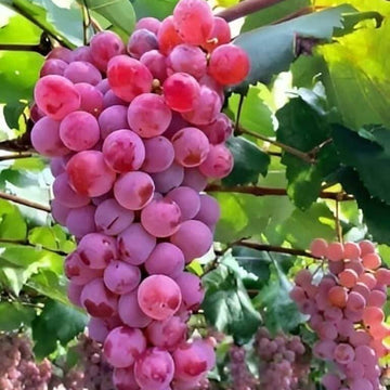 Grape Seeds – Miniature Dark Pink