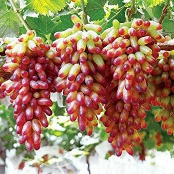 Grape Seeds – Miniature Pink