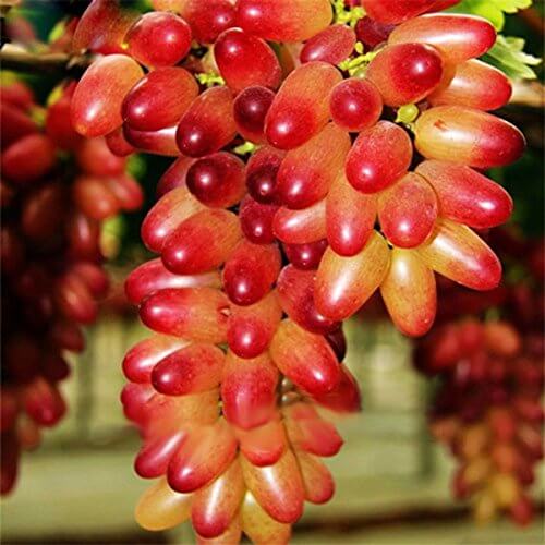 Grape Seeds – Miniature Pink