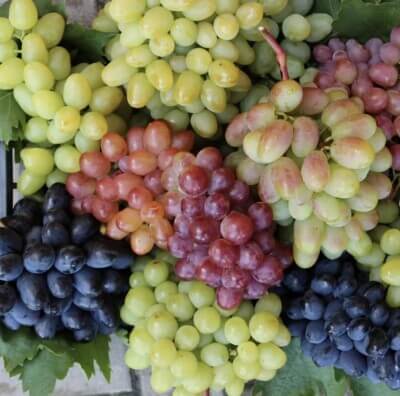 Grape Seeds – Mixed Colors