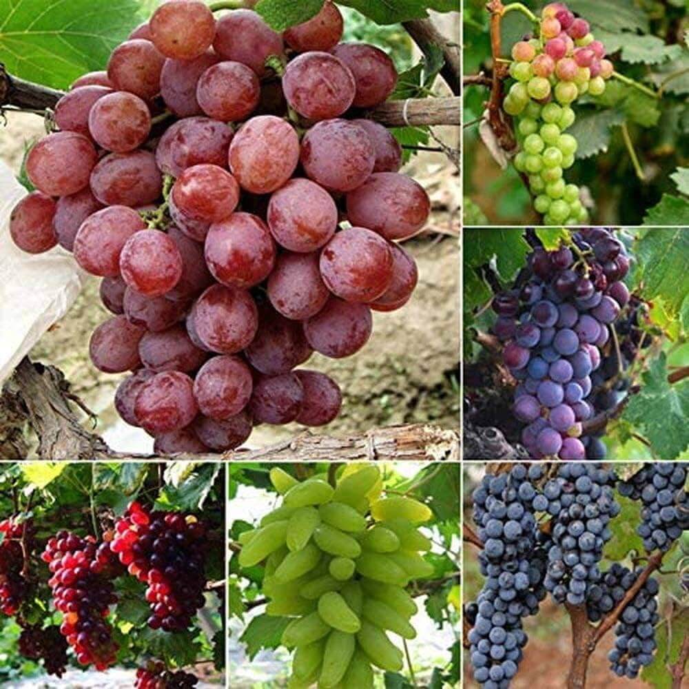 Grape Seeds – Mixed Colors