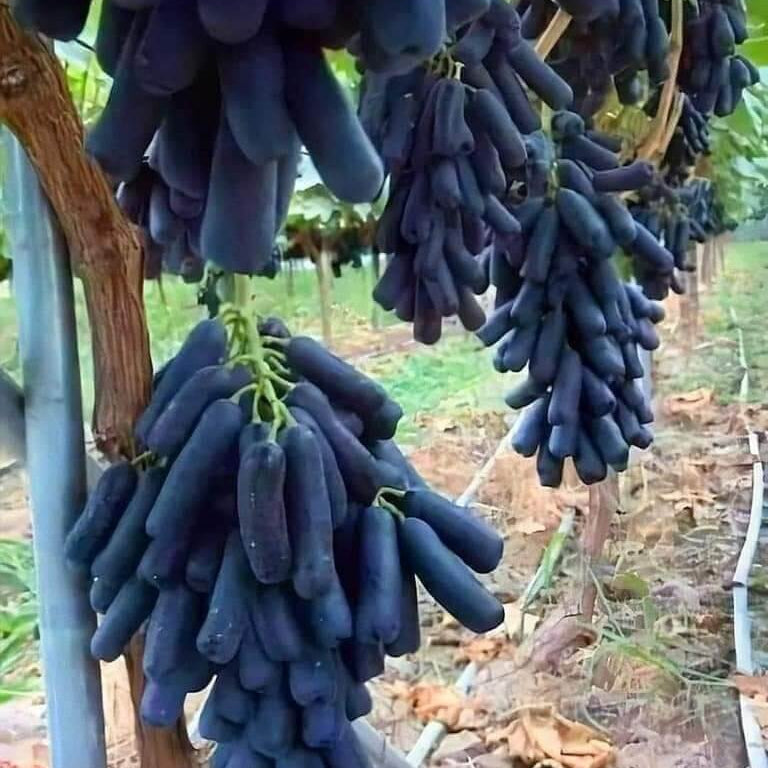 Grape Seeds – Moon Drops Black