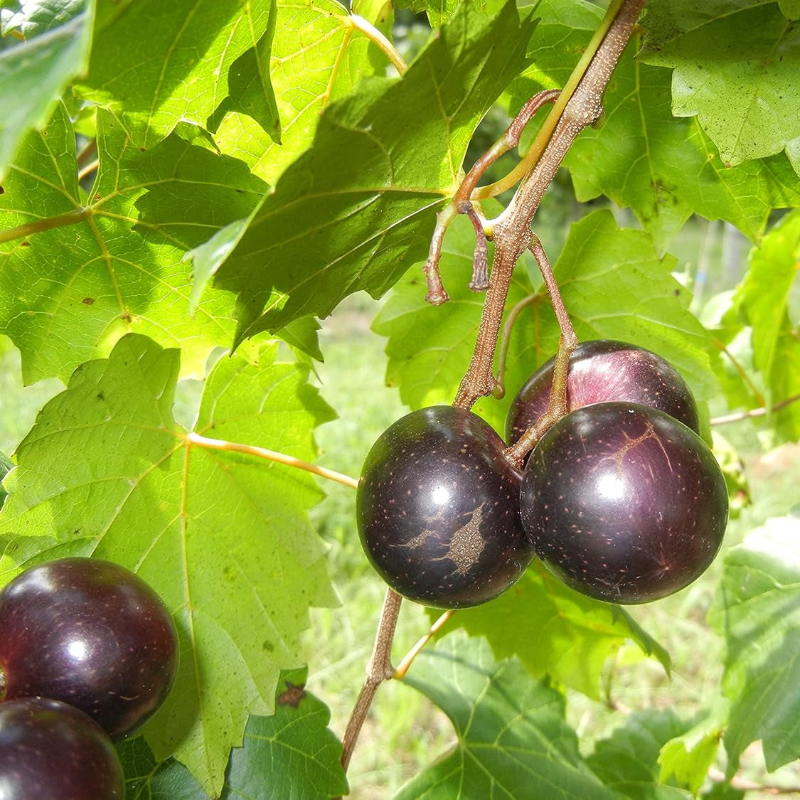 Grape Seeds – Muscadine

