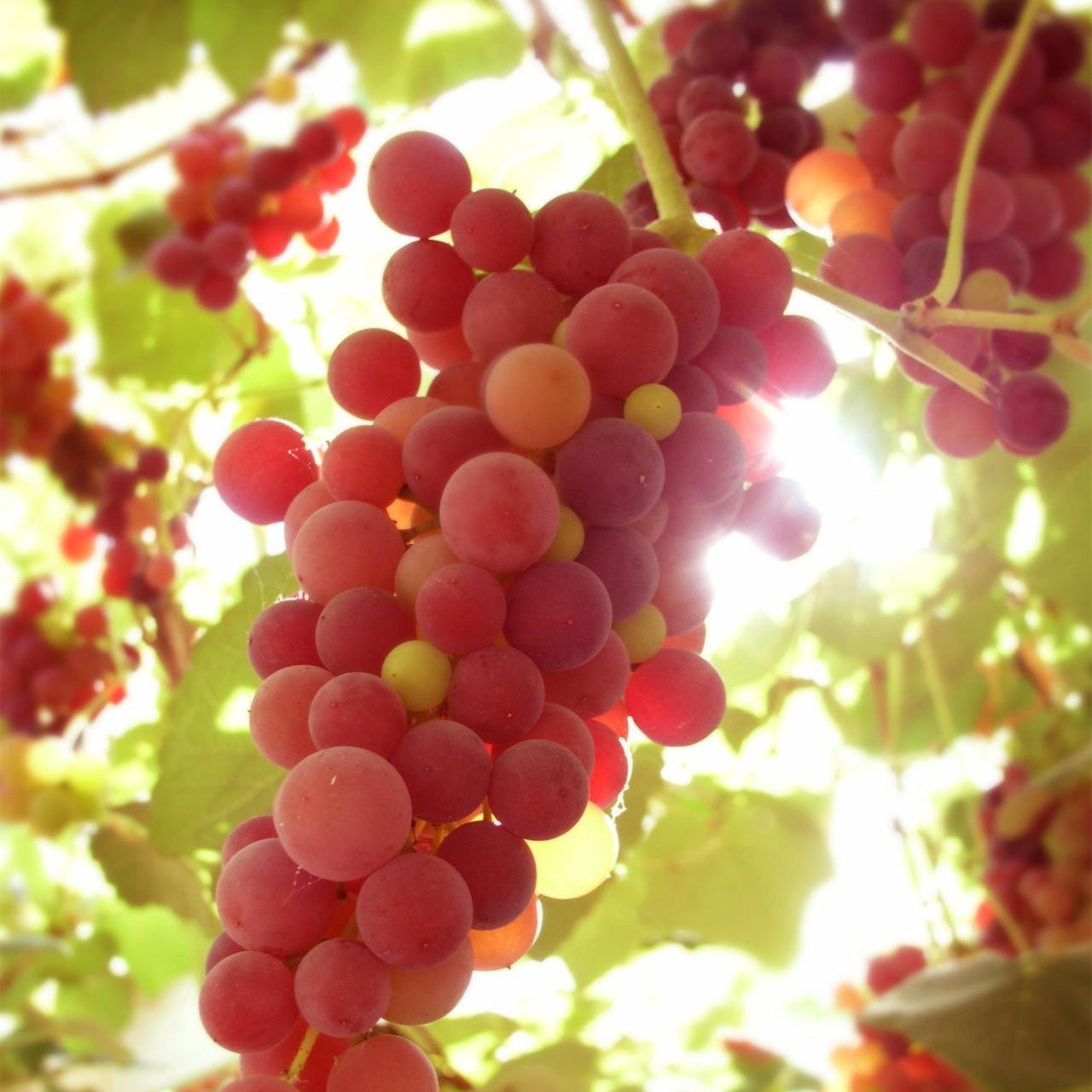 Grape Seeds – Red Concord
