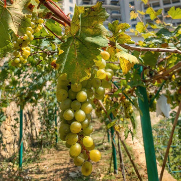 Grape Seeds – Green Brazilian