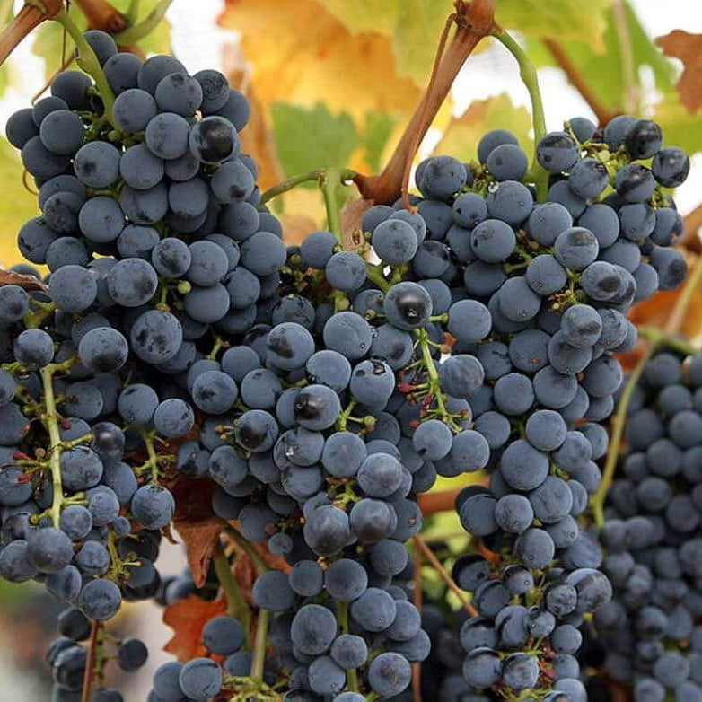 Grape Seeds – Uva Trepadoras