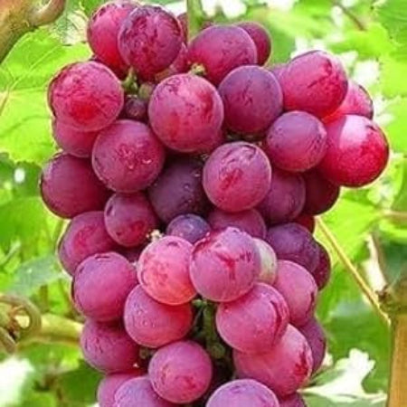Grape Seeds – Miniature Dark Pink