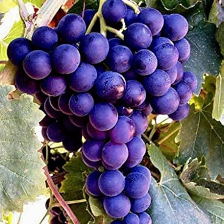 Grape Seeds – Purple