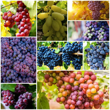 Grape Seeds - All In One For Home Gardens