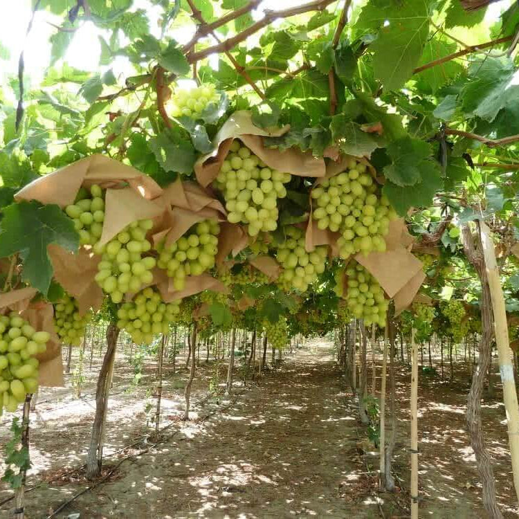 Grape Seeds - All In One For Home Gardens