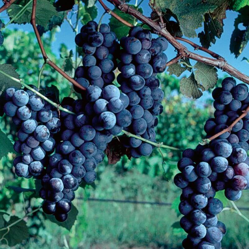Grape Seeds - All In One For Home Gardens