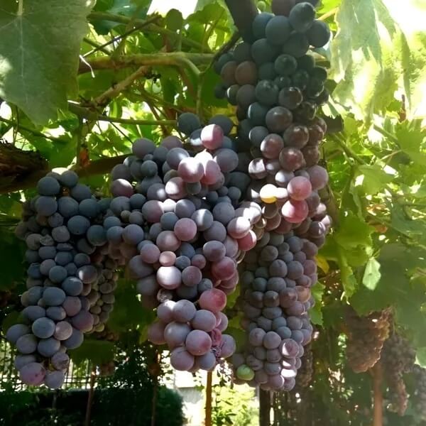 Grape Seeds - All In One For Home Gardens