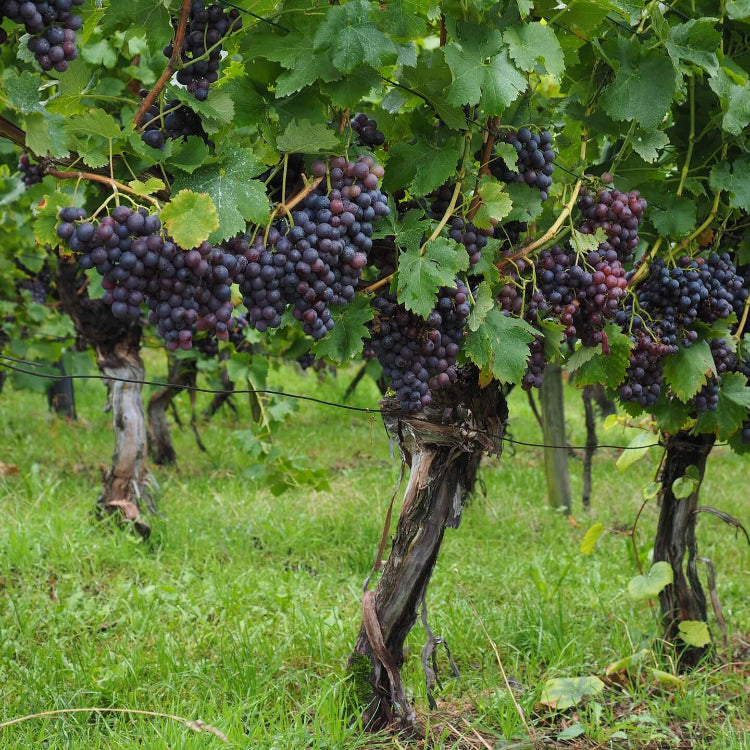 Grape Seeds - All In One For Home Gardens