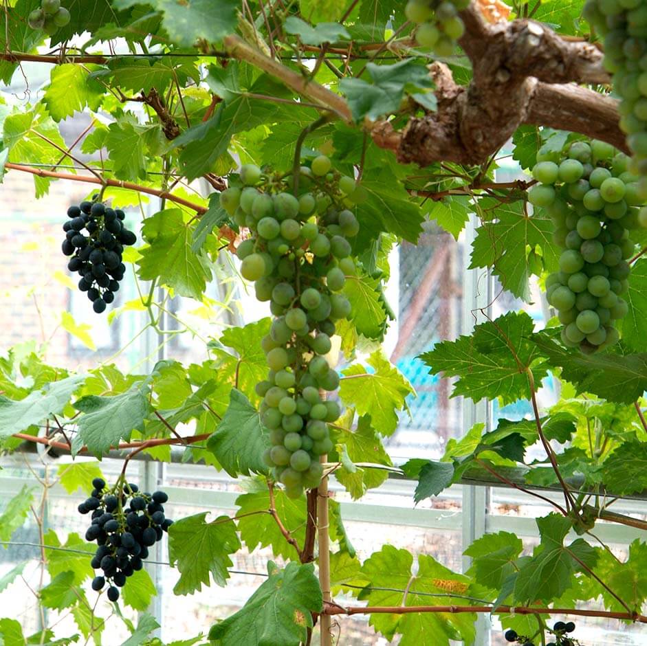 Grape Seeds - All In One For Home Gardens