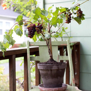 Grape Seeds - All In One For Home Gardens