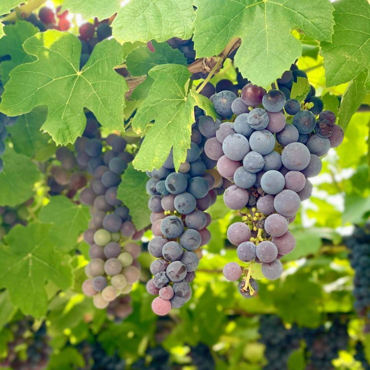 Grape Seeds - All In One For Home Gardens