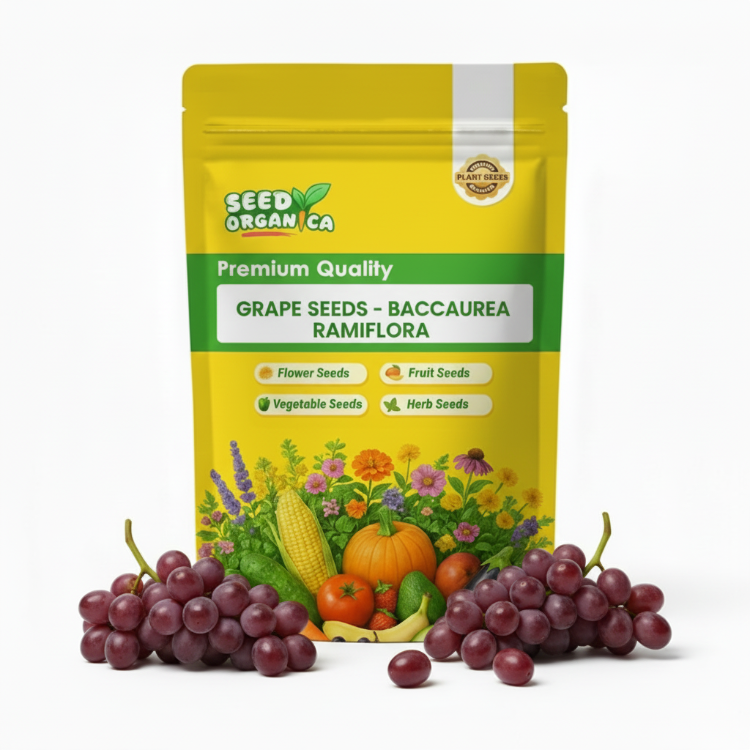 Grape Seeds - Baccaurea Ramiflora