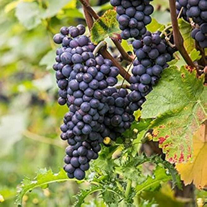 Grape Seeds - Fruit Plant for Home Gardens