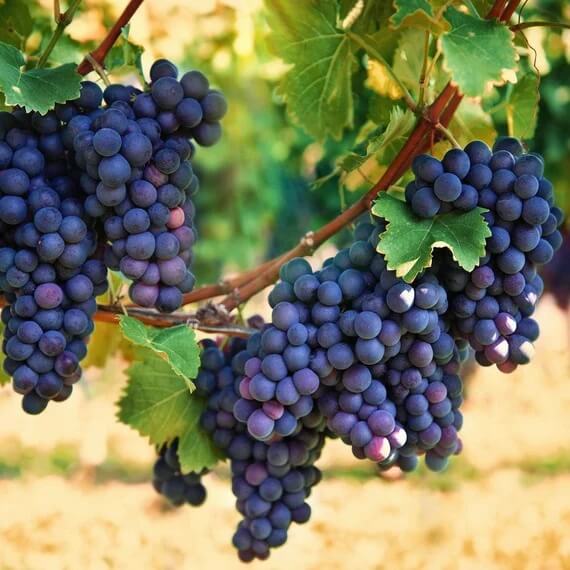 Grape Seeds - Fruit Plant for Home Gardens