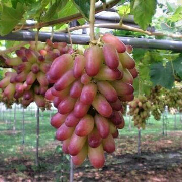 Grape Seeds – Brown Green