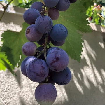 Grape Seeds – Purple