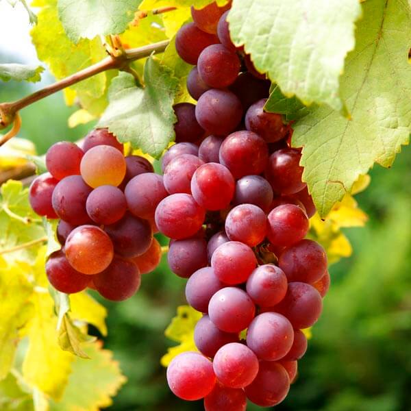 Grape Seeds – Red