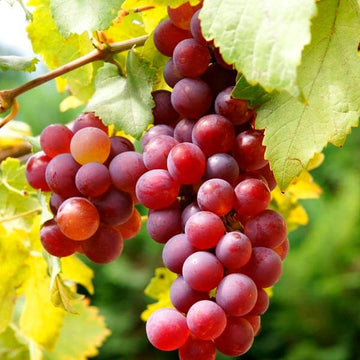 Grape Seeds – Red
