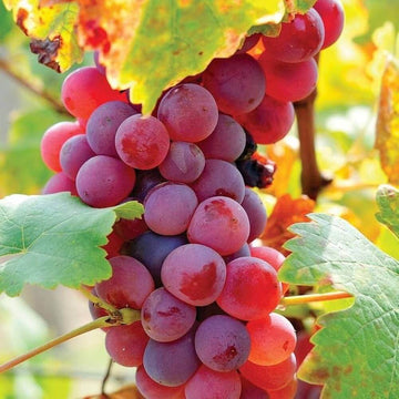 Grape Seeds – Red Orange