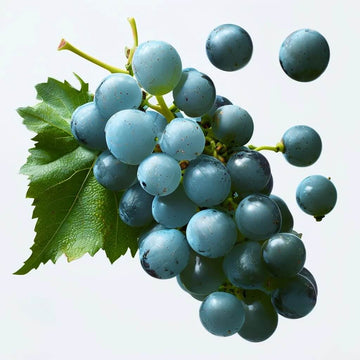 Grape Seeds – Sky Blue