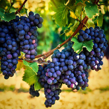 Grape Seeds – Concord