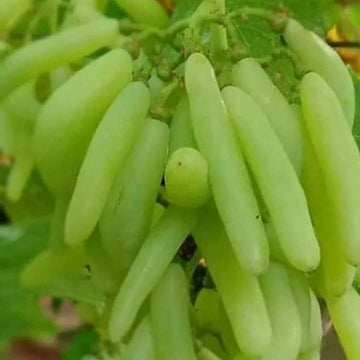 Grape Seeds – Moon Drop Green