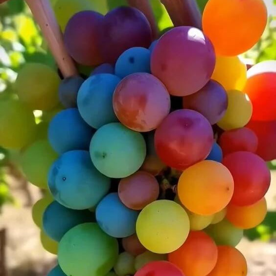 Grape Seeds – Rainbow