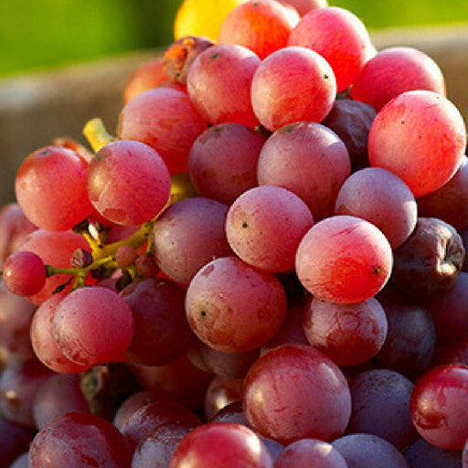 Grape Seeds – Red Orange