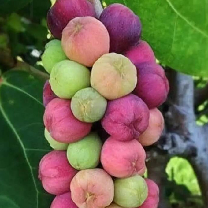 Grape Seeds – Sea Grape