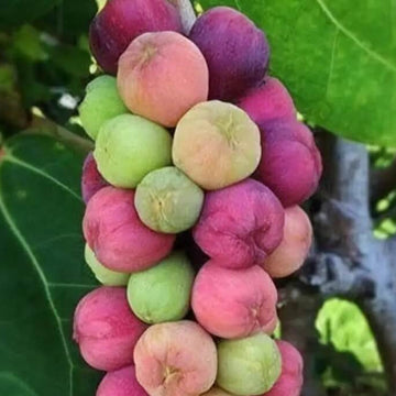 Grape Seeds – Sea Grape