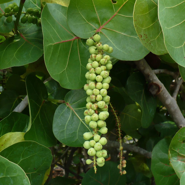 Grape Seeds – Sea Green