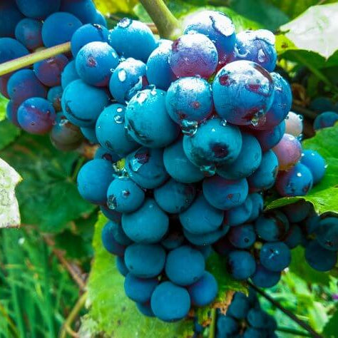 Grape Seeds – Blue Indigo